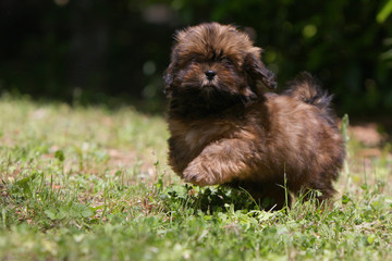 chiot lhassa apso très fier