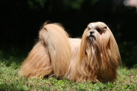 lhassa apso et queue tr&egrave;s fournie