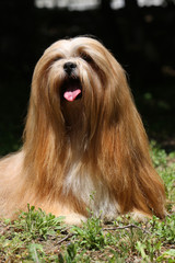 magnifique lhasa apso de face