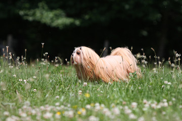 lhassa apso de profil