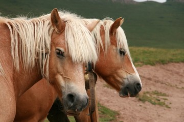 Group of horses free on mountain cloudy day