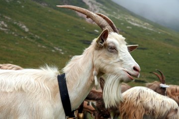 Obraz premium Goat in mountain in a cloudy day