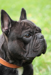 bouledogue francais bringé