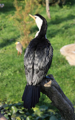 cormoran