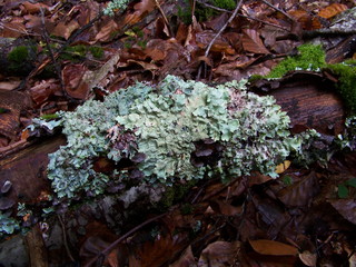 lichen