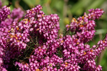 Heidekraut - Erica 08