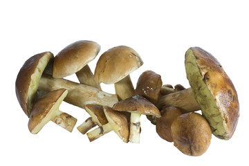 wild mushrooms, isolated