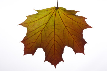 autumn maple leaves on a clothes line