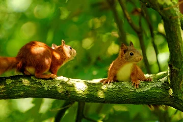 Schilderijen op glas playing young squirrels © weknow