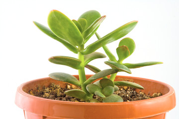 Young green succulent isolated on white background