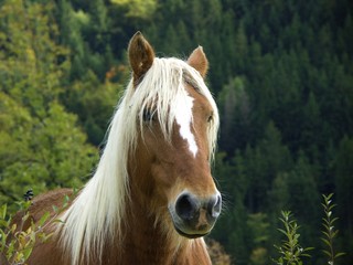 Obraz premium cheval