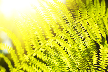 Fern closeup. Bright sunlight effect.