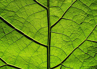 Naklejka na ściany i meble Macro of the patterns of a green leaf