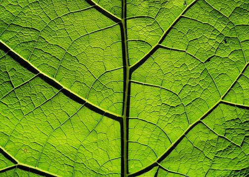 Macro of the patterns of a green leaf © Ulrich Müller