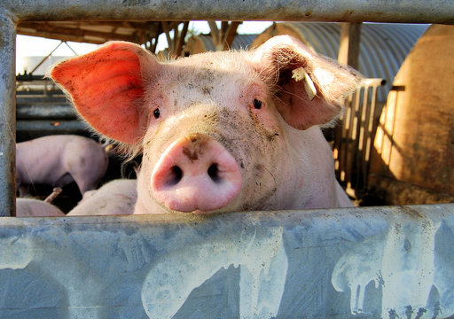 Cute young pig overlooking the fence of the stable