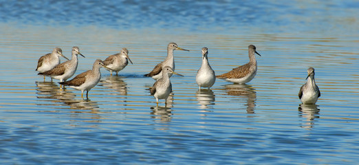 Fototapeta premium Flock of Greater Yellowlegs - Tringa melanoleuca
