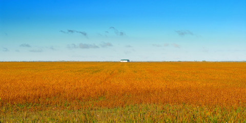 Rust coloured field in Manitoba.
