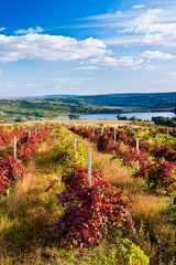 Red Vineyard