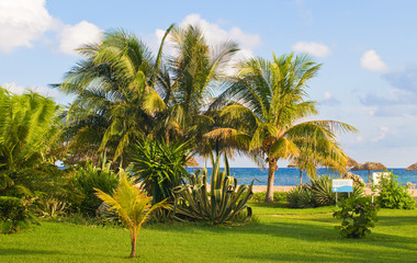 Fototapeta premium Lush vegetation along the blue caribbean sea.