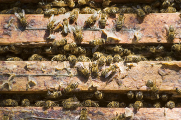 Bees in a beehive