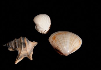 Three sea unusual cockleshelles on a black background