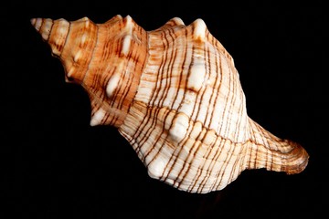 Sea unusual cockleshell on a black background