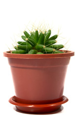 Brown pot with a cactus on a white background