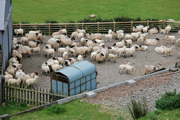 Black-headed Irish mountain sheep in a holding pen