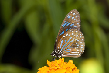 butterfly on a plant with green background