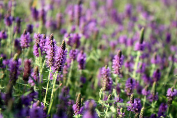 Purple Flora