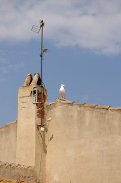 Gabbiano su tetto