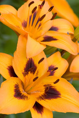 Orange Lilies, close-up