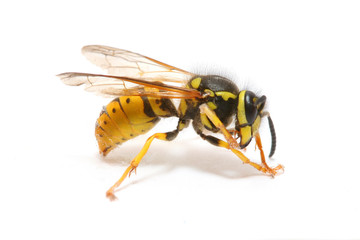 close-up of a wasp isolated on white