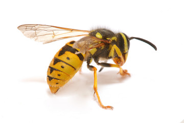 close-up of a wasp isolated on white