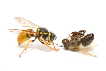 close-up of a wasp fighting a bee