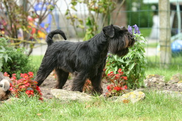 Schnauzer nain marchant dans les fleurs
