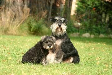 Schnauzer nain m&egrave;re et chiots assis dans la pelouse