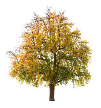 Isolated pear tree in Autumn, early October