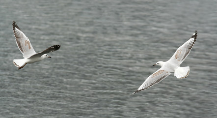 Flying high seagulls