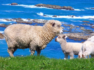 Sheep And Grassland At Seashore