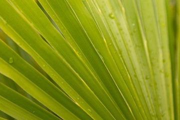 feuille de palmier 1