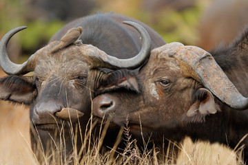 African or Cape buffalos, Kruger National Park, South Africa - obrazy, fototapety, plakaty