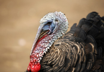 Portrait bird turkey-cock on a beige background