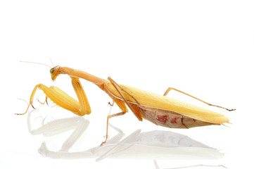 a mantes is a very sly predator