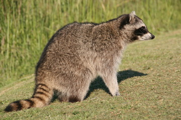 Waschbär - USA