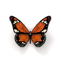 Papillon orange 01