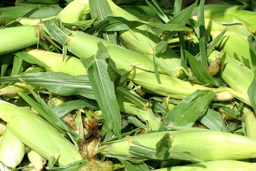 Fototapeta premium Freash picked corn on the cob background