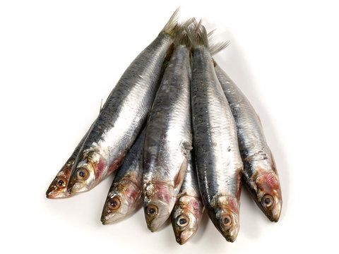 Sardinen