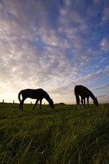 two horses grazing on meadow, silhouettes in evening mood