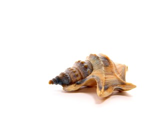Sea unusual cockleshell on a white background